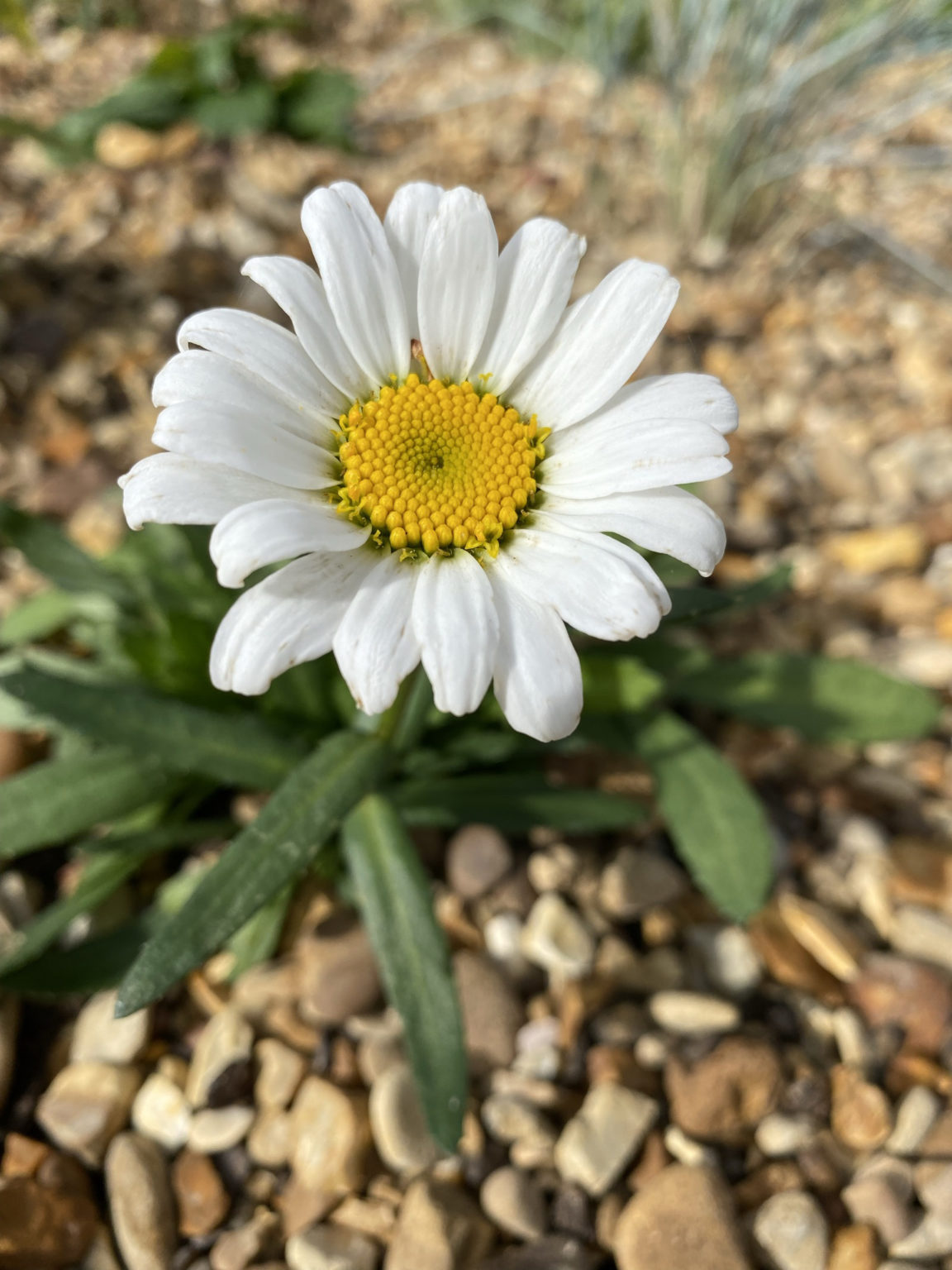 Leucanthemum X Superbum Nanus Dwarf Snow Lady D Arcy And Everest