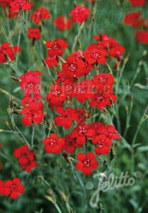 Dianthus Deltoides Flashing Lights D Arcy And Everest