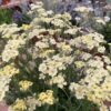 Achillea Lewisii King Edward AGM