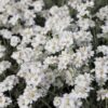 Achillea Huteri