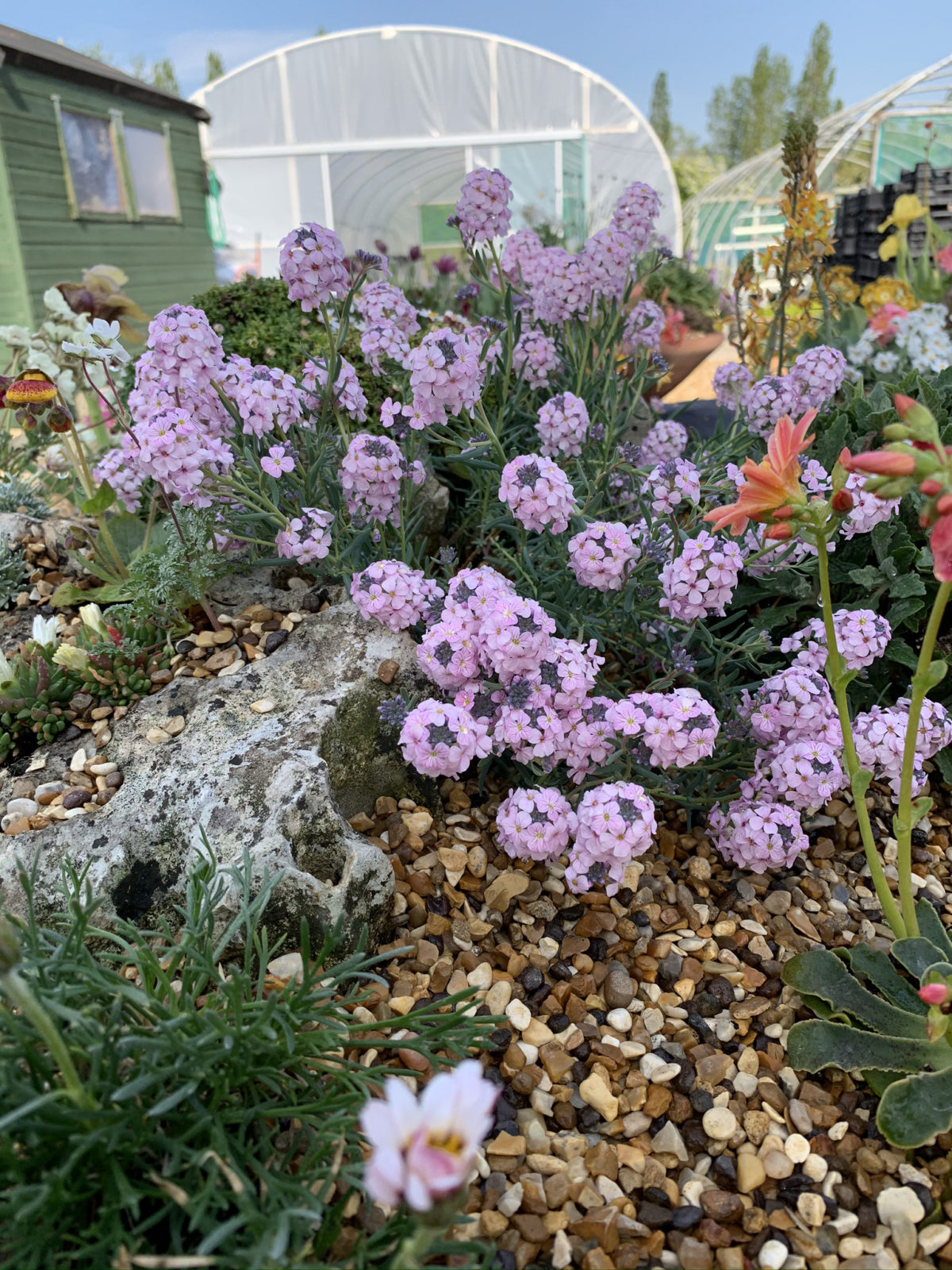 Aethionema Grandiflorum AGM - D'arcy And Everest