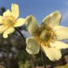 Anemone multifida var' magellanica (Poir)
