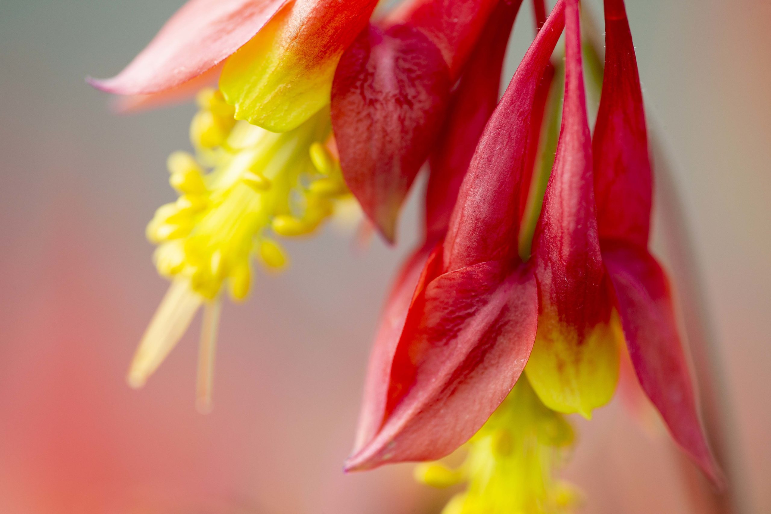 Aquilegia canadensis Little Lanterns - D'arcy and Everest
