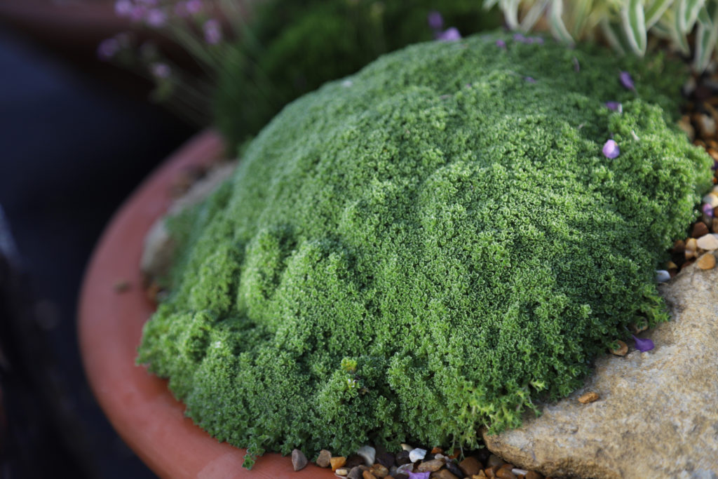 Arenaria Tetraquetra D'arcy and Everest