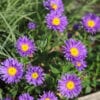Aster alpinus 'Dark Beauty'