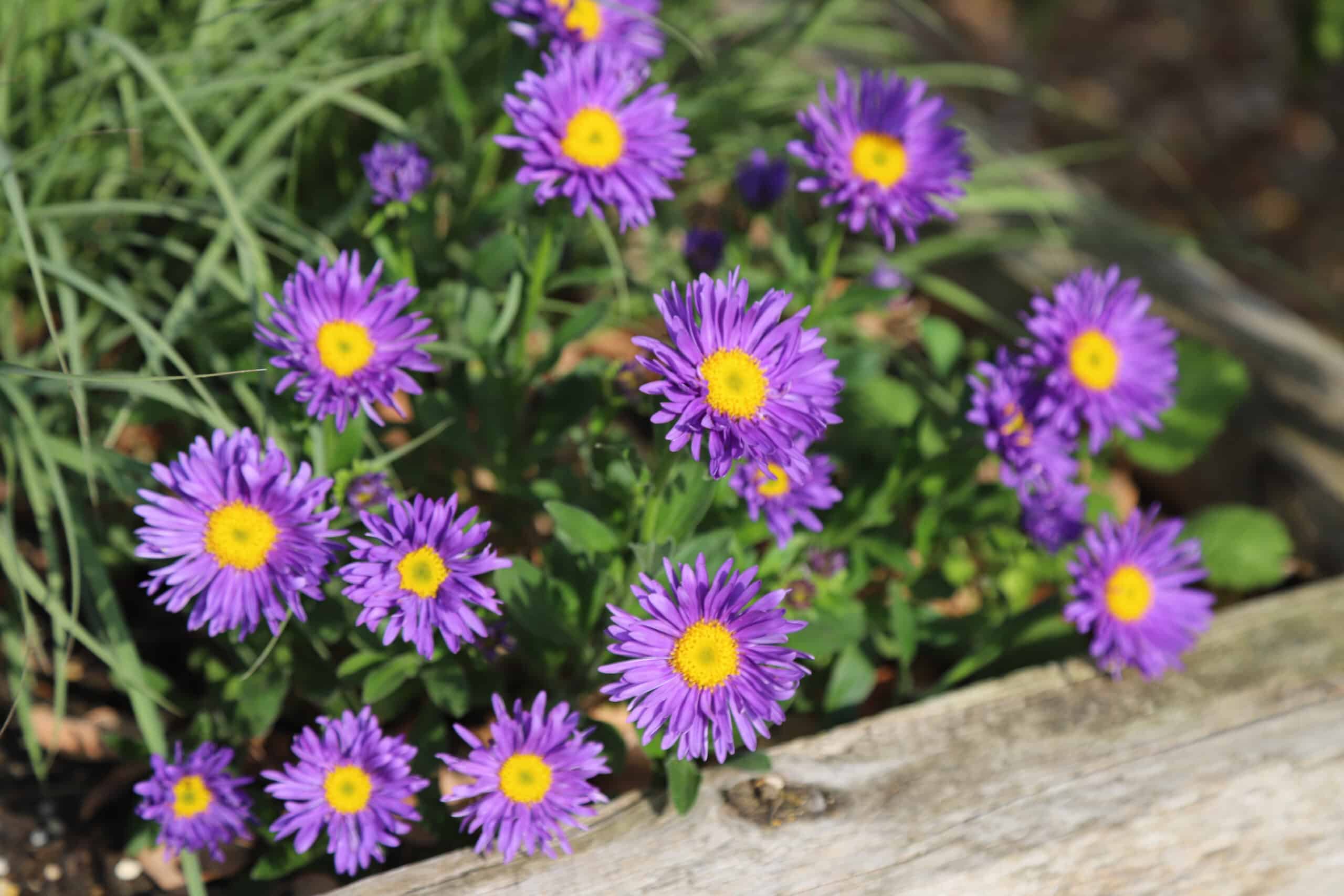 Aster alpinus 'Dark Beauty' - Image 4