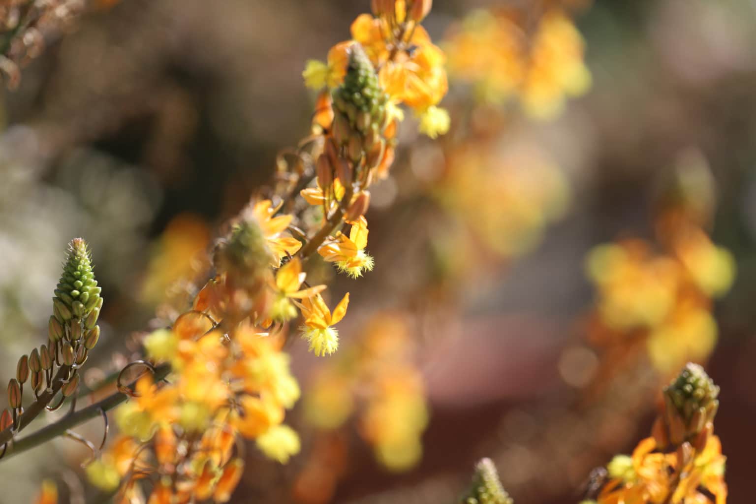 Bulbine frutescens D'arcy and Everest