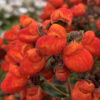 Calceolaria integrifolia Kentish Hero