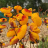 Calceolaria sunset yellow