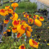 Calceolaria sunset yellow - Image 2