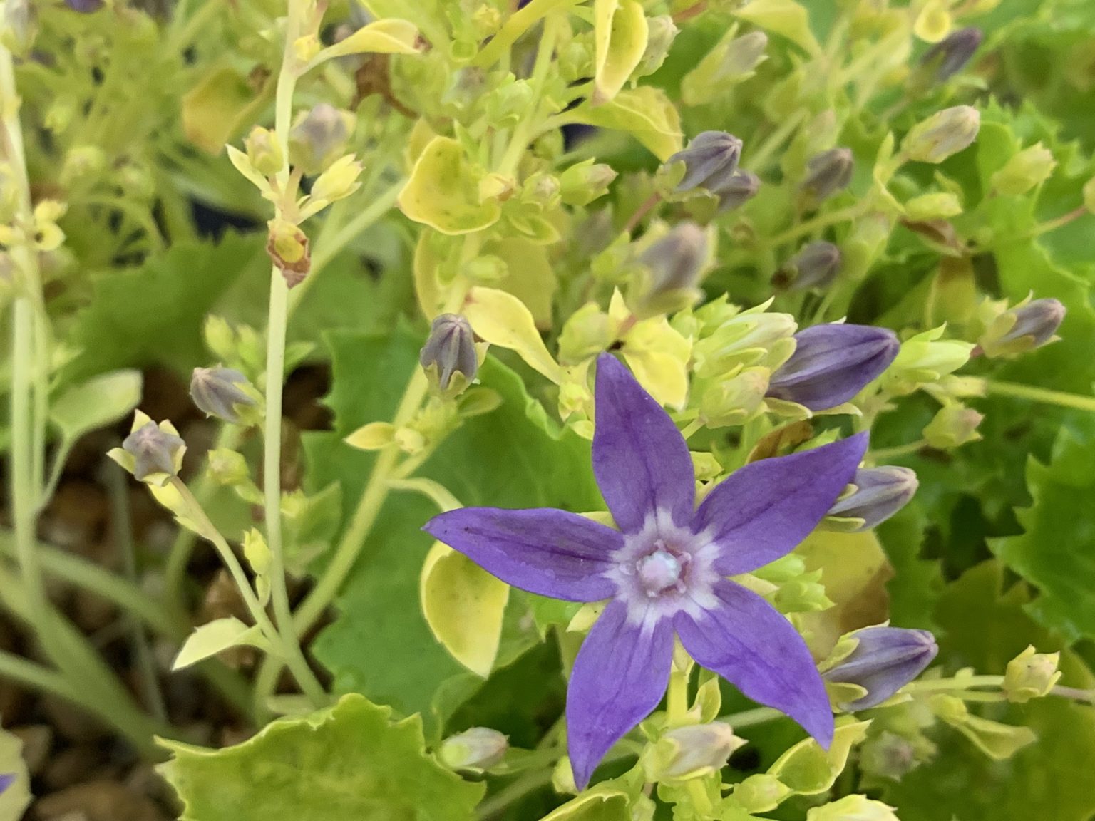 Campanula garganica 'Dickinsons Gold' - D'arcy and Everest