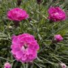 Dianthus 'Darcies Pink Floss'
