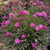 Dianthus 'Darcies Pink Floss' - Image 2