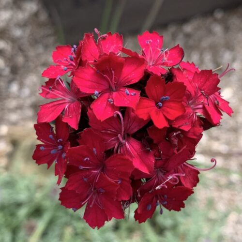 Dianthus cruentus