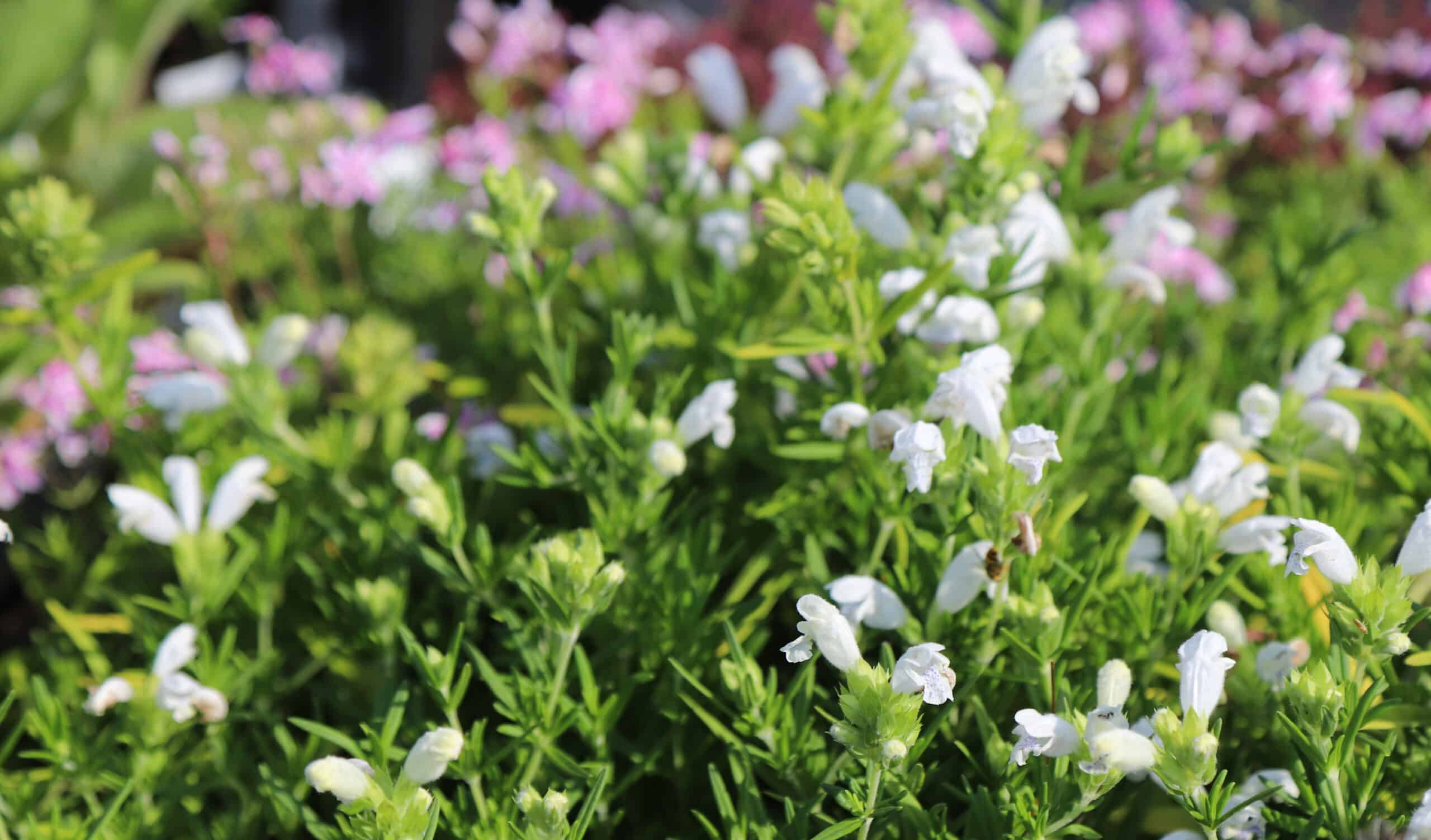 Dracocephalum argunense fuji white - Image 2