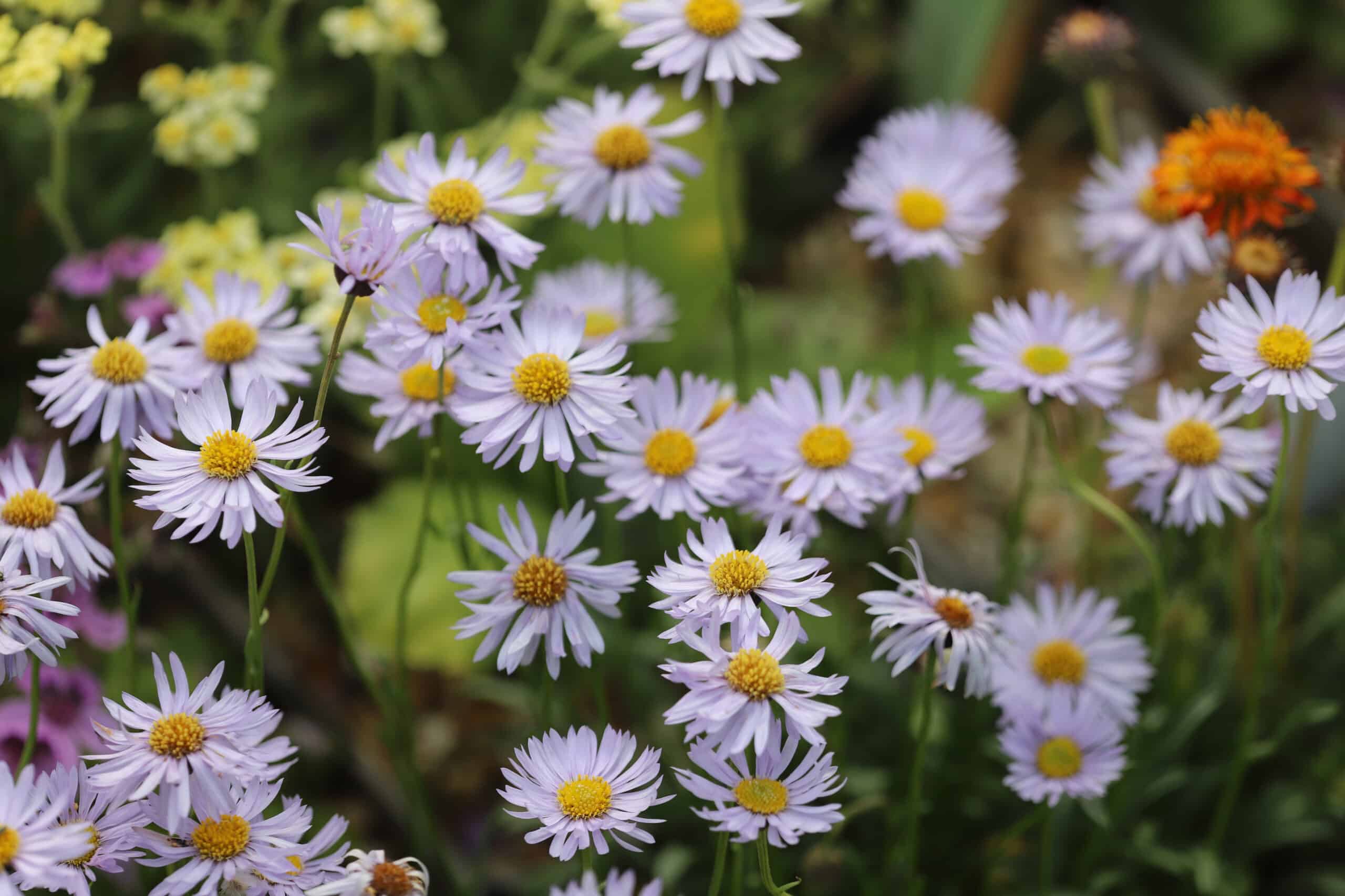 Erigeron leiomerus - Image 11
