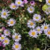 Erigeron leiomerus