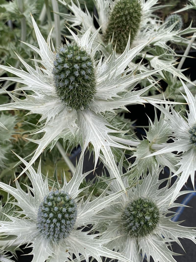 Eryngium giganteum Silver Ghost AGM D'arcy and Everest