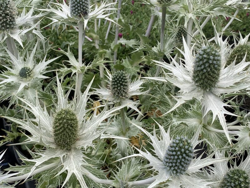 Eryngium giganteum Silver Ghost AGM D'arcy and Everest