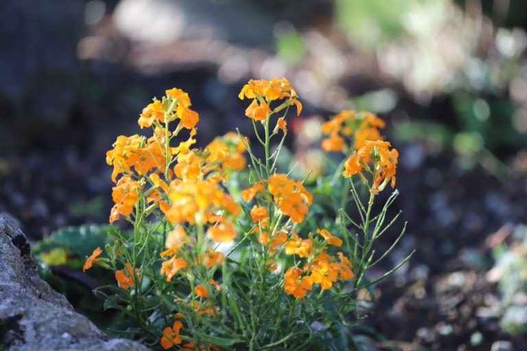 Erysimum allionii (Erysimum x marshallii) D'arcy and Everest