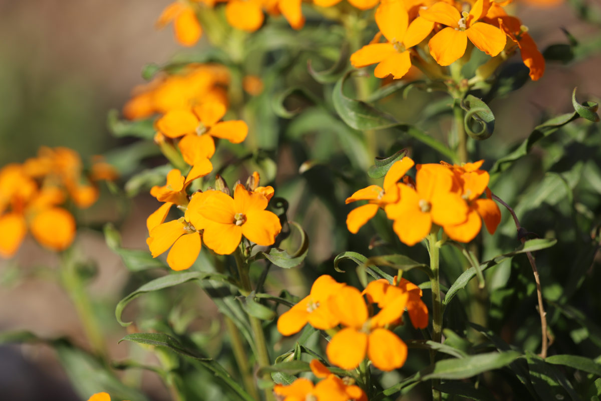 Erysimum allionii (Erysimum x marshallii) - D'arcy and Everest