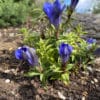 Gentiana paradoxa blue herald - Image 2