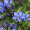 Gentiana paradoxa blue herald