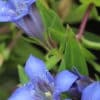 Gentiana paradoxa blue herald - Image 10