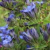 Gentiana paradoxa blue herald - Image 12