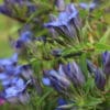 Gentiana paradoxa blue herald - Image 13