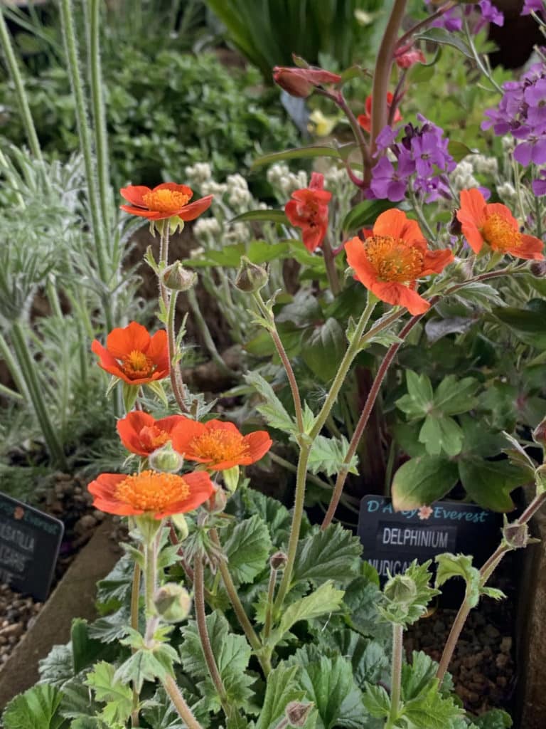 Geum coccineum koi - D'arcy and Everest