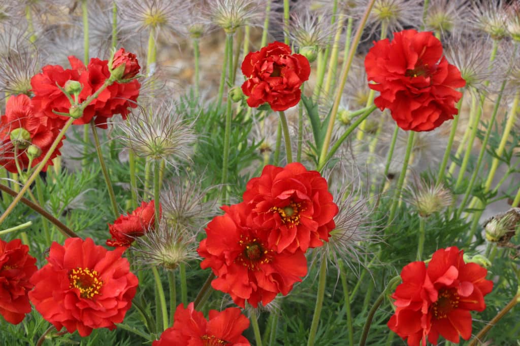 Geum chiloense 'blazing sunset' (Geum quellyon) - D'arcy and Everest