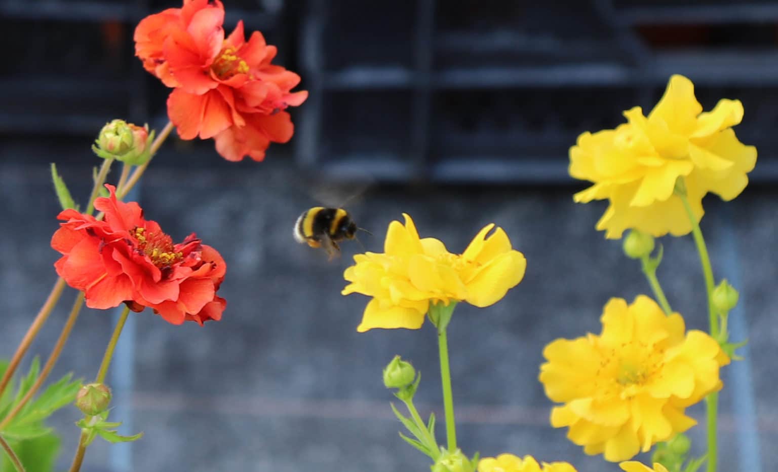 Geum chiloense 'Sunrise' (Geum quellyon) D'arcy and Everest