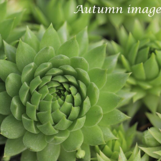 Jovibarba hirta smeryouka