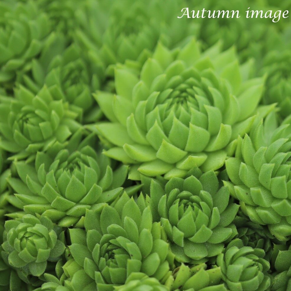 希少 Sempervivum and Jovibarba Jovibarba-sobolifera-JULY-