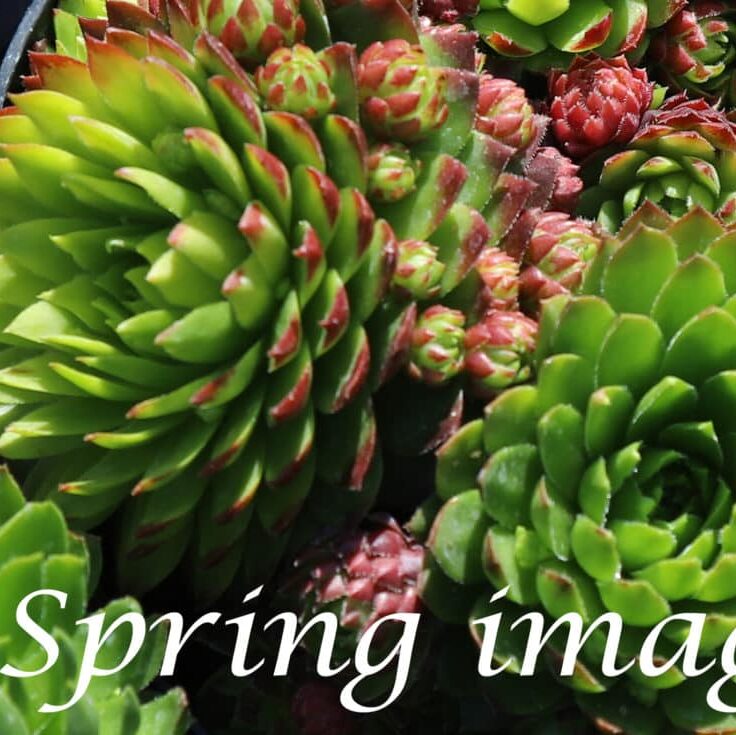 Jovibarba sobolifera