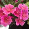 Lewisia longipetilla Little Raspberry