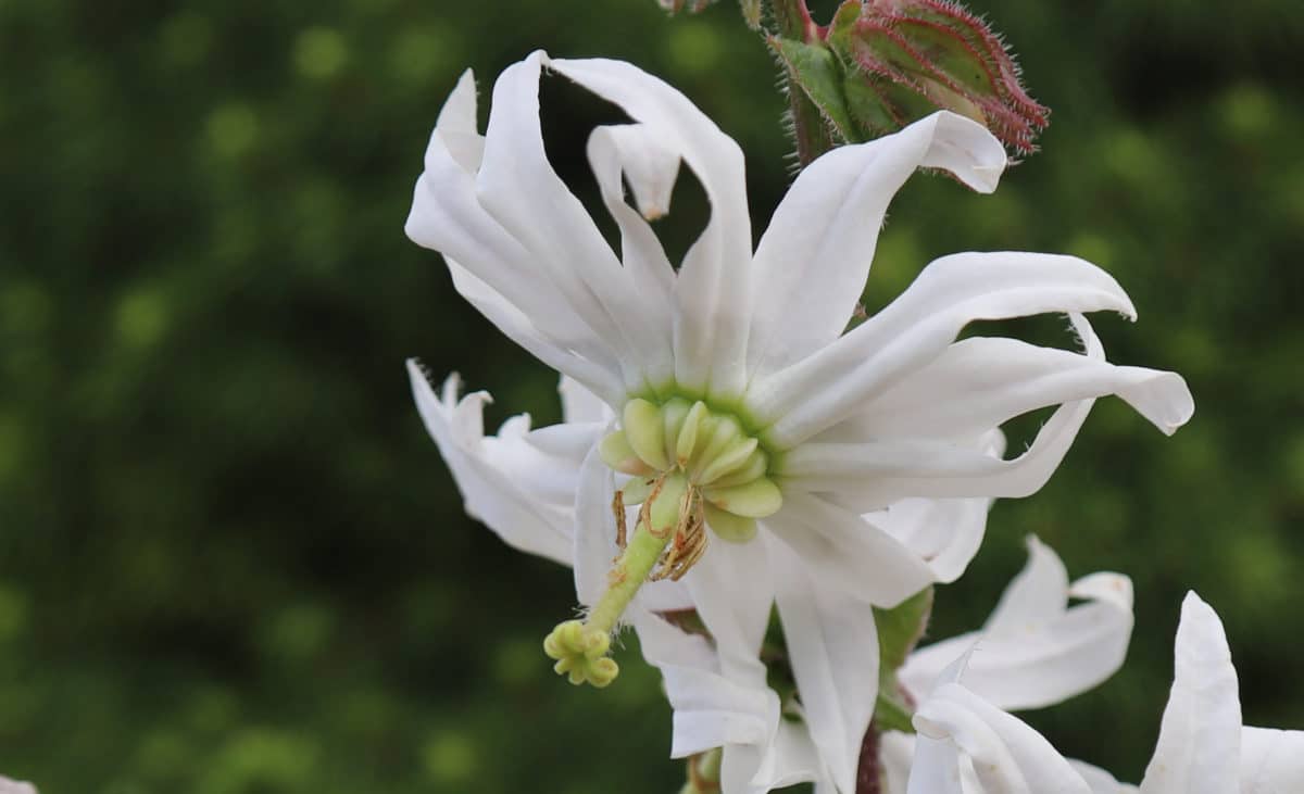 Michauxia campanuloides D'arcy and Everest