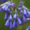 Moltkia petraea - Image 8