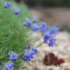 Moltkia petraea - Image 7