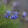 Moltkia petraea - Image 6