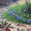 Moltkia petraea - Image 5