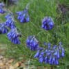 Moltkia petraea - Image 4