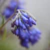 Moltkia petraea - Image 3