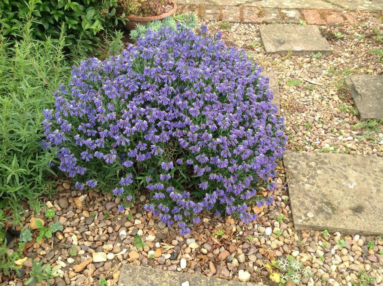 Moltkia petraea - Image 2