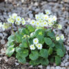 Primula Vulgaris McWatts cream