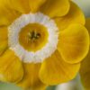 Primula auricula Gleam