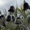 Pulsatilla pratensis subsp nigricans