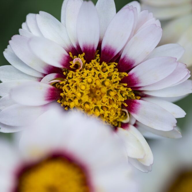 Rhodanthemum catanache Tizi-n-Tichka