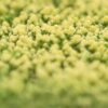 Sedum acre Golden Queen